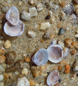 Clam shells at Lakeview Commons in South Lake Tahoe. Photo/LTN file