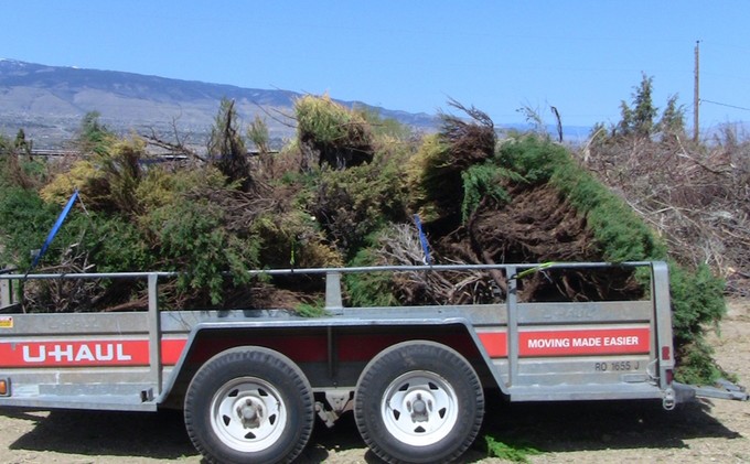 Homeowners urged to get rid of junipers