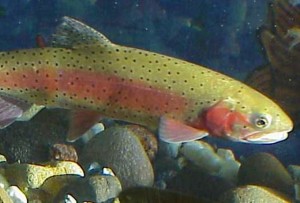 Federal agencies are trying to restore the Lahontan cutthroat trout to regional waters. Photo/USFWS