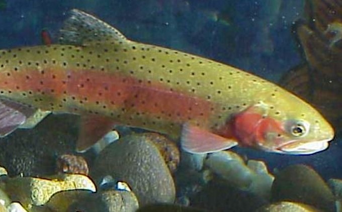 Calif. wants input on trout management