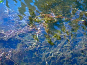 The Tahoe Keys is blamed for the spread of milfoil to other parts of the lake. Photo/LTN file