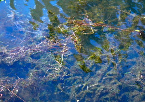Tahoe’s murky near shore getting more attention