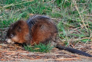 A muskrat in the Tahoe Keys in South Lake Tahoe. Photo/Bob Sweatt