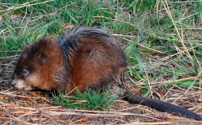 Aquatic mammals thrive at Lake Tahoe