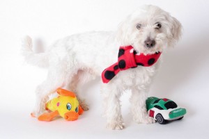 Peluche