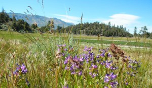 Alpine County's trail network is growing. Photo/Kathryn Reed