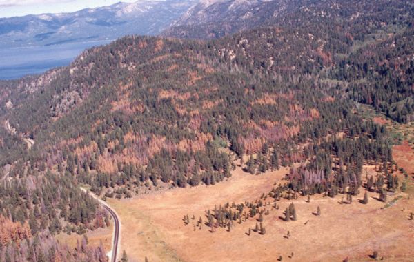 Aerial photograph of Spooner study site and surrounding area in 1995 following extensive Jeffrey pine beetle-caused tree mortality exhibited by discolored Jeffrey pine crowns