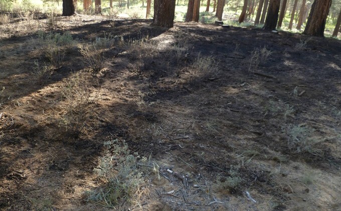 Section of wild grass burns near LTCC