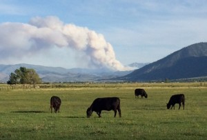A fire south of Markleeville is burning out of control June 20. Photo/Provided