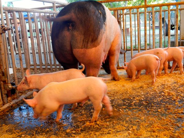 The baby pigs live up the the fair's theme -- HOgs