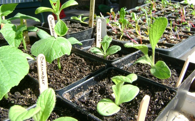 Learn about Tahoe gardening at plant sale