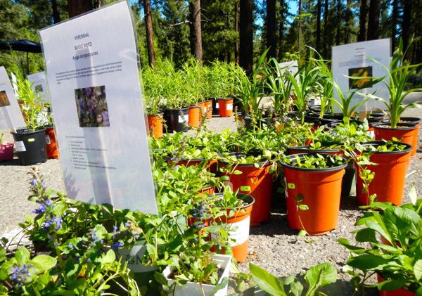 Truckee Demonstration Garden activities in the works