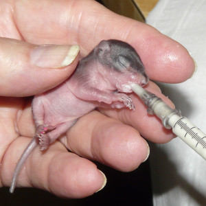 The second is a baby chipmunk (one of three) which we received last week and is receiving its nutrition in one of its ELEVEN (11) feedings EVERY DAY!!!