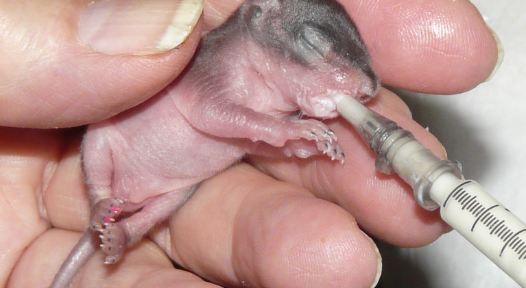 LTWC to show off array of animals at open house