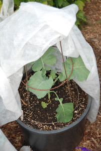 Floating row covers allow air, light and water through, but prevent insects like bean beetles and cabbage worms from reaching and damaging the plants. Photo/Melinda Myers