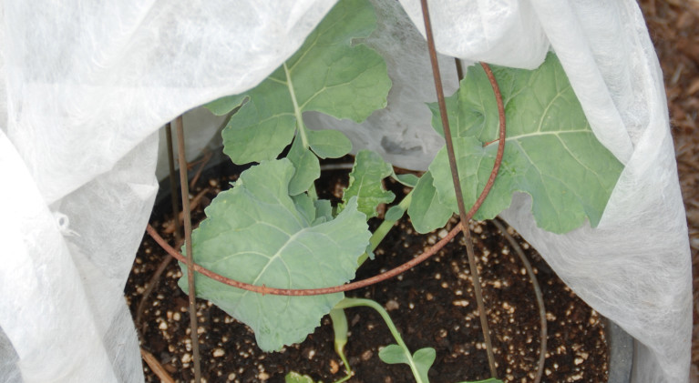 Eco-friendly pest control in the garden