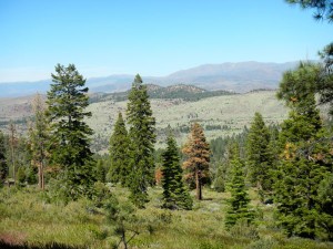 Views along the Curtz Lake interpretive trail in Alpine County. Photos/Kathryn Reed