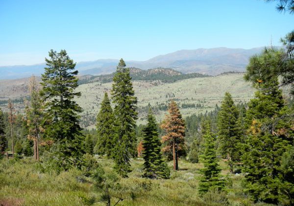 Volunteers needed for Alpine restoration work