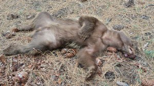 This is the bear that was killed last summer. Photo/Toogee Sielsch