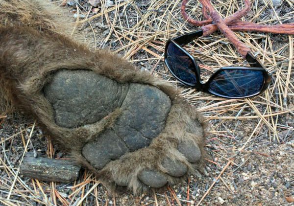 Defendant in bear killing wants venue change