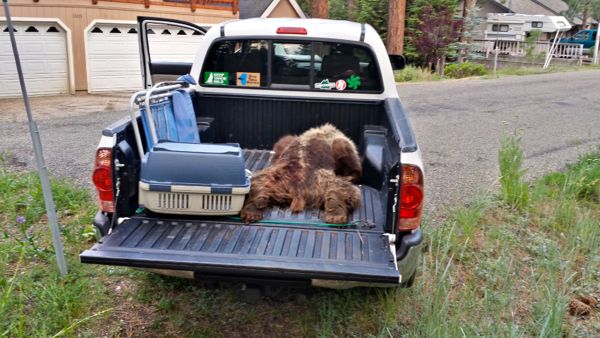 The bear that was shot to death last week is removed from the forest. Photo/Toogee Sielsch