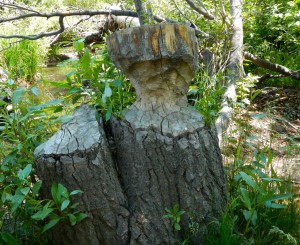 Beavers leave behind evidence of their work.
