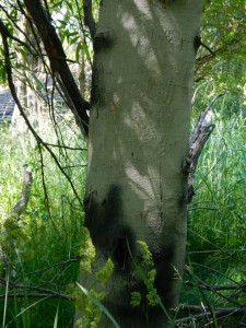 Trees are painted to deter beavers from chewing them.