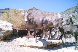 Bighorn sheet are seen at the Desert National Wildlife Refuge. Photo/U.S. Fish & Wildlife Service