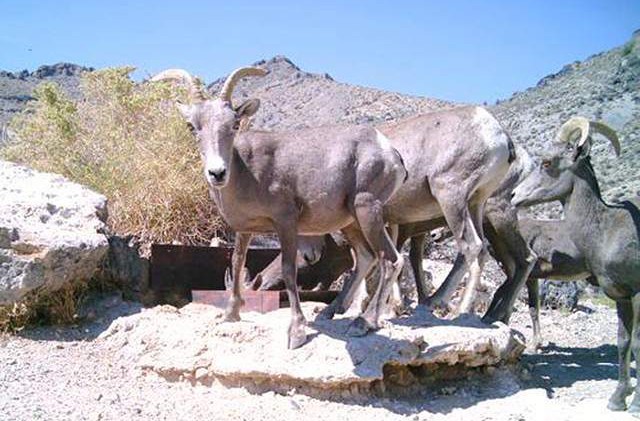 Military takeover of Nev. wildlife refuge angers conservationists