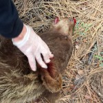 dead bear
