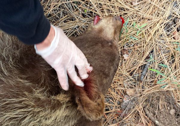 Not guilty plea in bear killing case