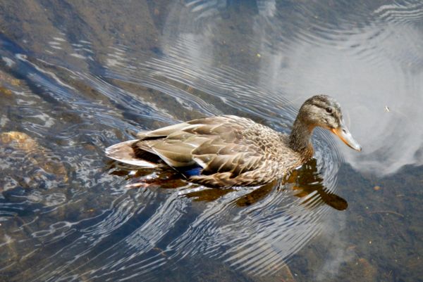 Migratory bird policy undermines century of conservation