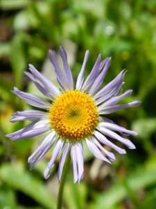 Wildflower hike, Winnemucca and Round Top lakes with Sue and AJ