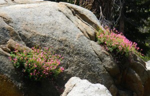 Wildflower hike, Winnemucca and Round Top lakes with Sue and AJ