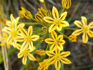 Wildflower hike, Winnemucca and Round Top lakes with Sue and AJ