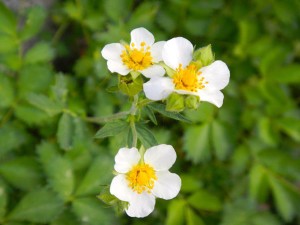 Wildflower hike, Winnemucca and Round Top lakes with Sue and AJ