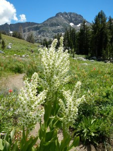Round Top peak in the background.