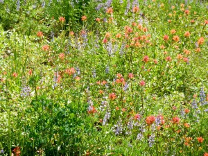 Wildflower hike, Winnemucca and Round Top lakes with Sue and AJ