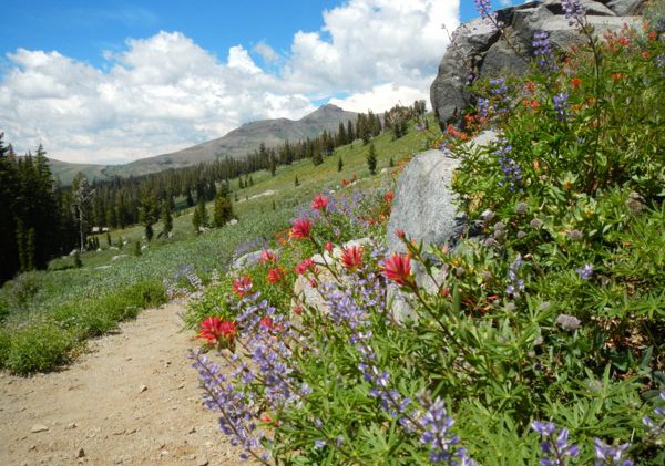 Wildflowers in full bloom in Sierra