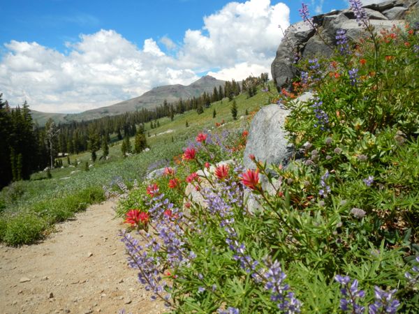 Wildflowers are peaking in the High Sierra. Photos/Kathryn Reed