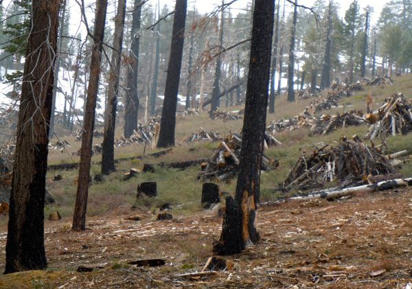 Status of forests is ‘dire’ as world marks Earth Day