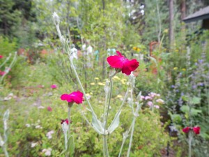 Rose campion