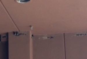 What appears to be swallow nests at Lake Tahoe Hard Rock. Photo/Elias Klaich