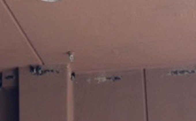 Questions surround swallow nests at Hard Rock