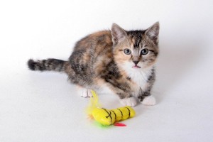 Stella
