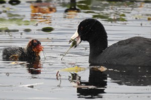 American coot with baby. Photo/Jenny Sweatt