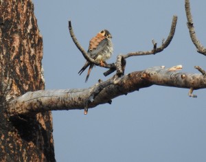 American kestral Photo/Jenny Sweatt