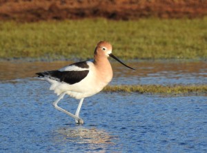Avocet Photo/Jenny Sweatt