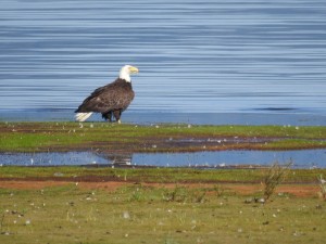 Bald eagle Photo/Jenny Sweatt
