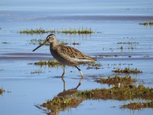 Dowitcher Photo/Jenny Sweatt